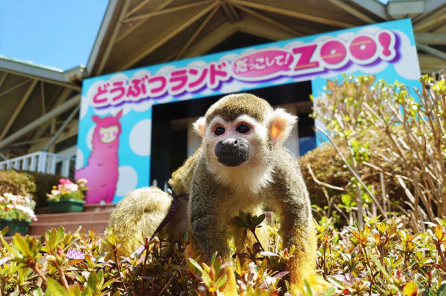 亲密互动动物乐园 要抱抱！ZOO！