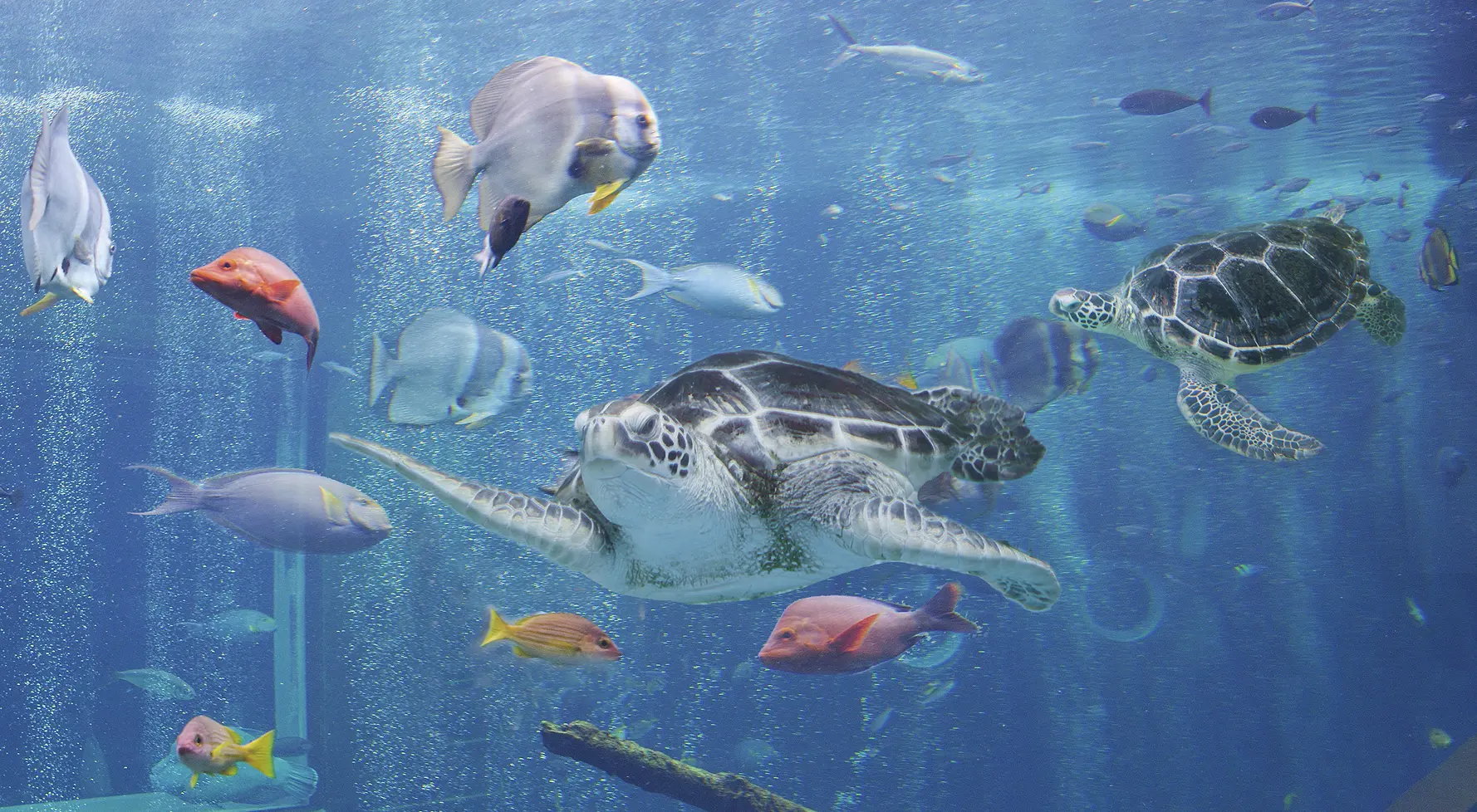 広いスロープが配されたベビーカーも安心の水族館