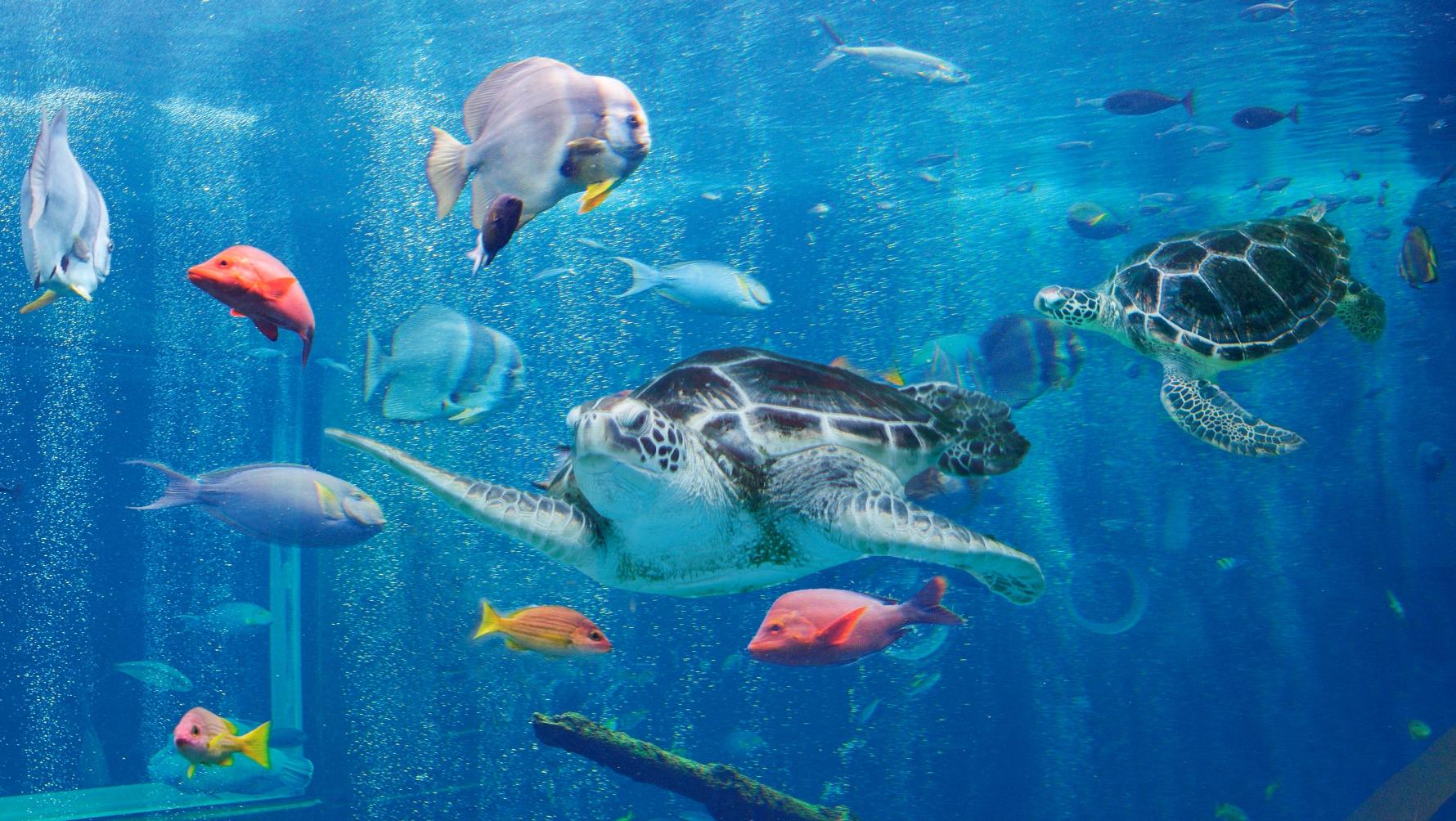 水族館イメージ