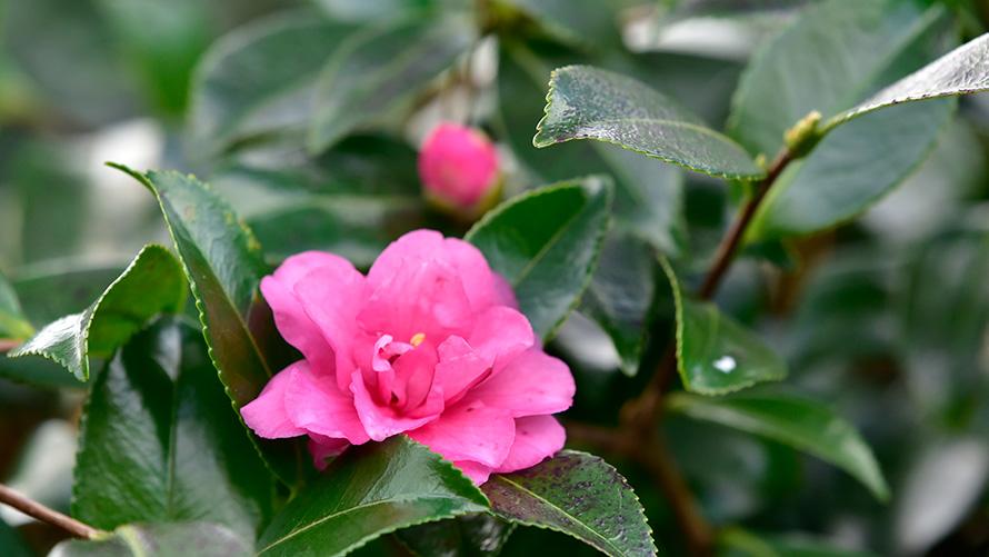 11月～12月　山茶花