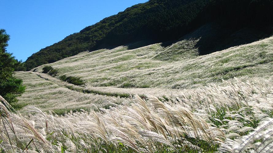 すすき草原イメージ