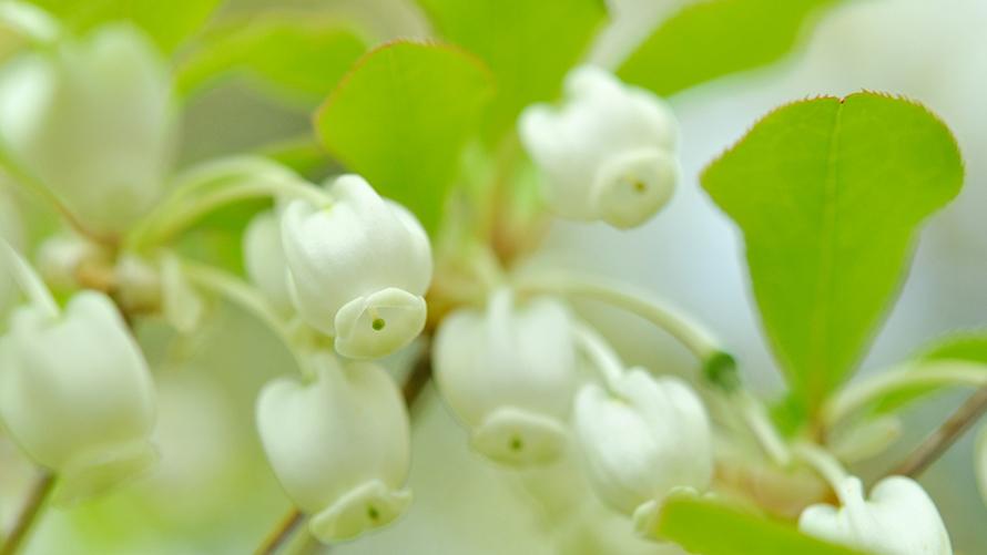 4月　ドウダンツツジ