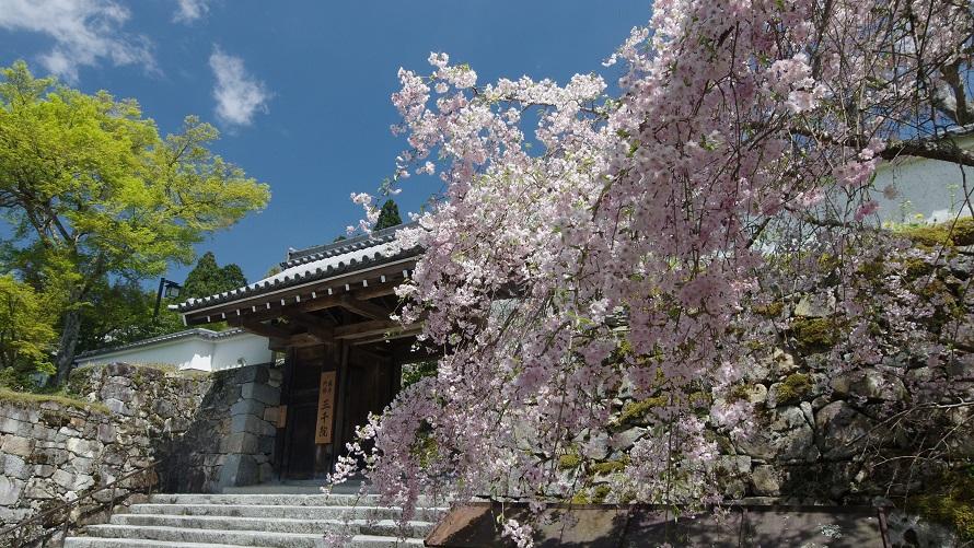 三千院門跡の桜