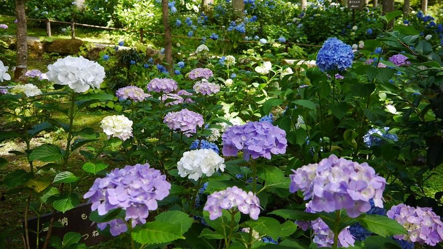 6月下旬から7月中旬ごろまで楽しめる