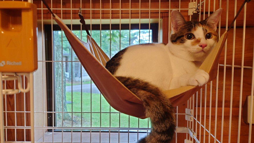 キャットハウスでくつろぐかわいいネコちゃん