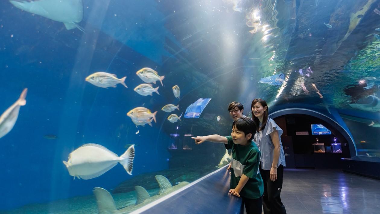 水族館『マクセル アクアパーク品川』で海の生き物を鑑賞する家族