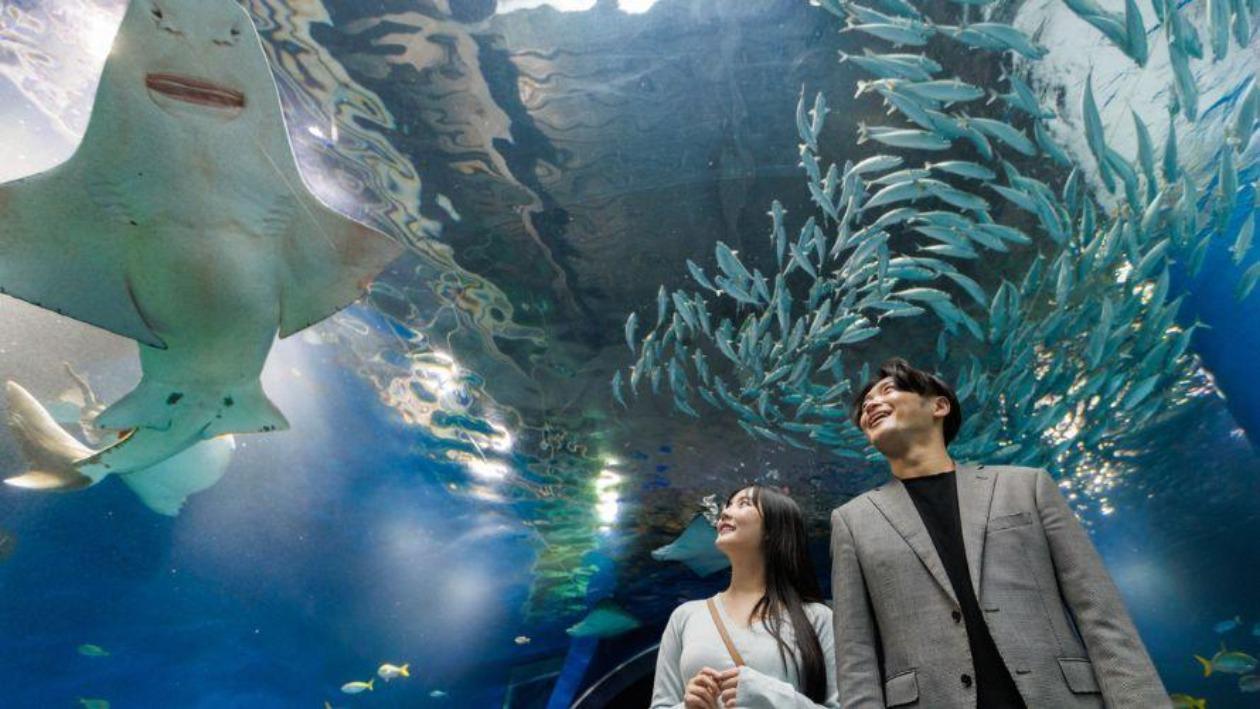 大迫力の海の生きものをお楽しみください
