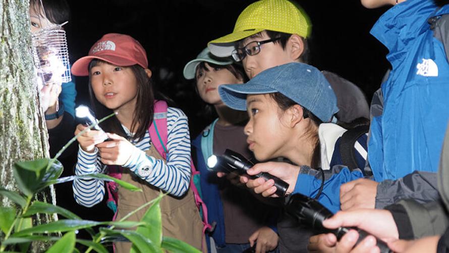 夜の昆虫観察会イメージ