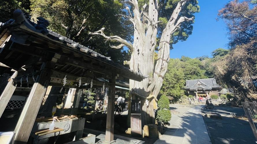 ご神木