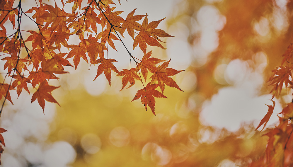 軽井沢の紅葉狩り