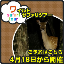 ワイルドサファリツアー
