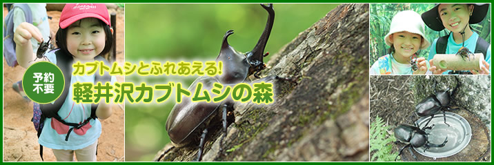 カブトムシが見つかる!さわれる!軽井沢カブトムシの森