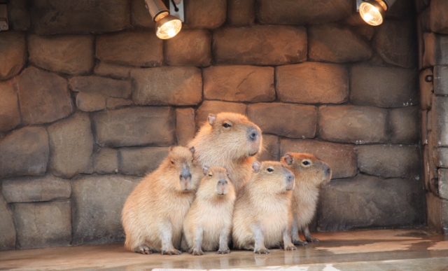 シャボテン公園
