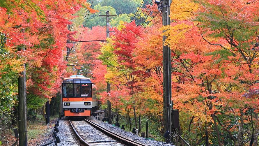 叡山電車 紅葉のトンネルときらら