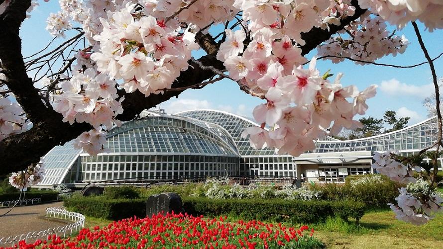 京都府立植物園 染井吉野とチューリップと観覧温室
