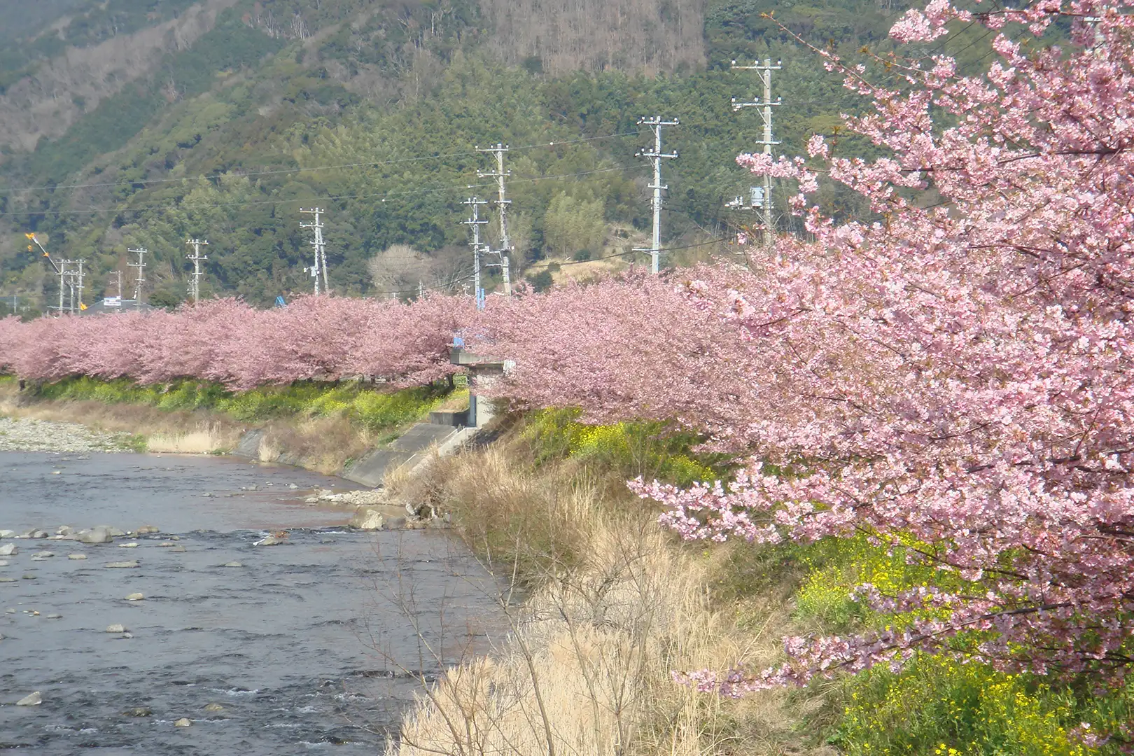 河津桜まつり