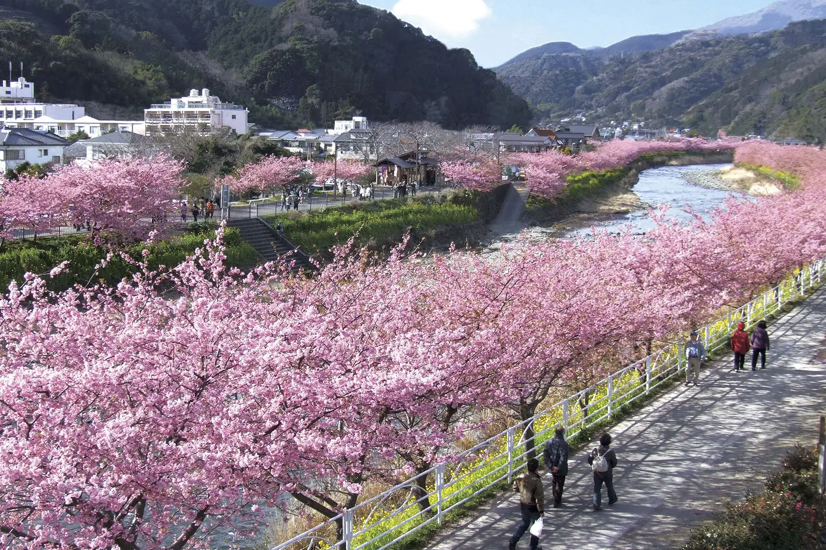 河津桜まつり