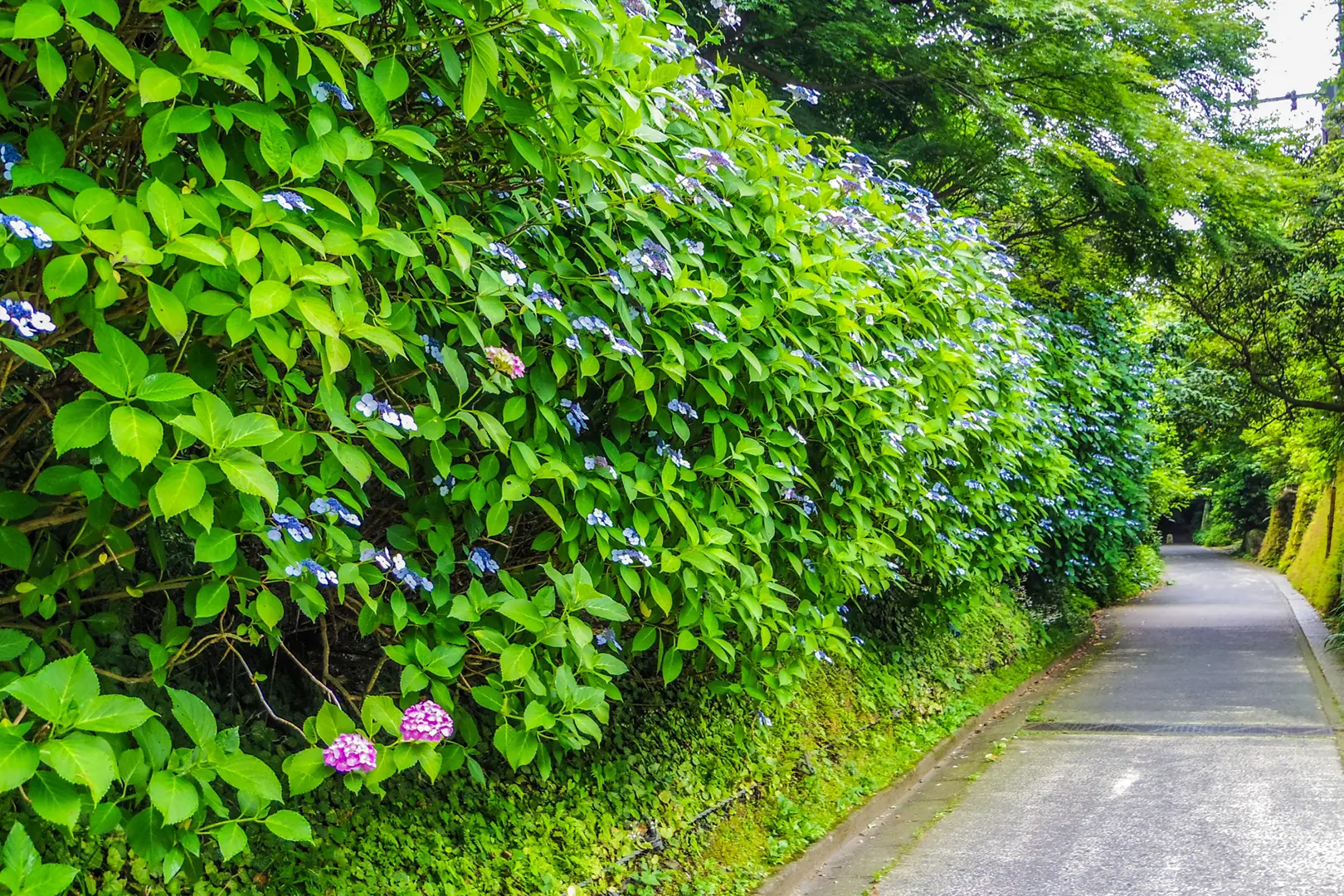 亀ヶ谷坂