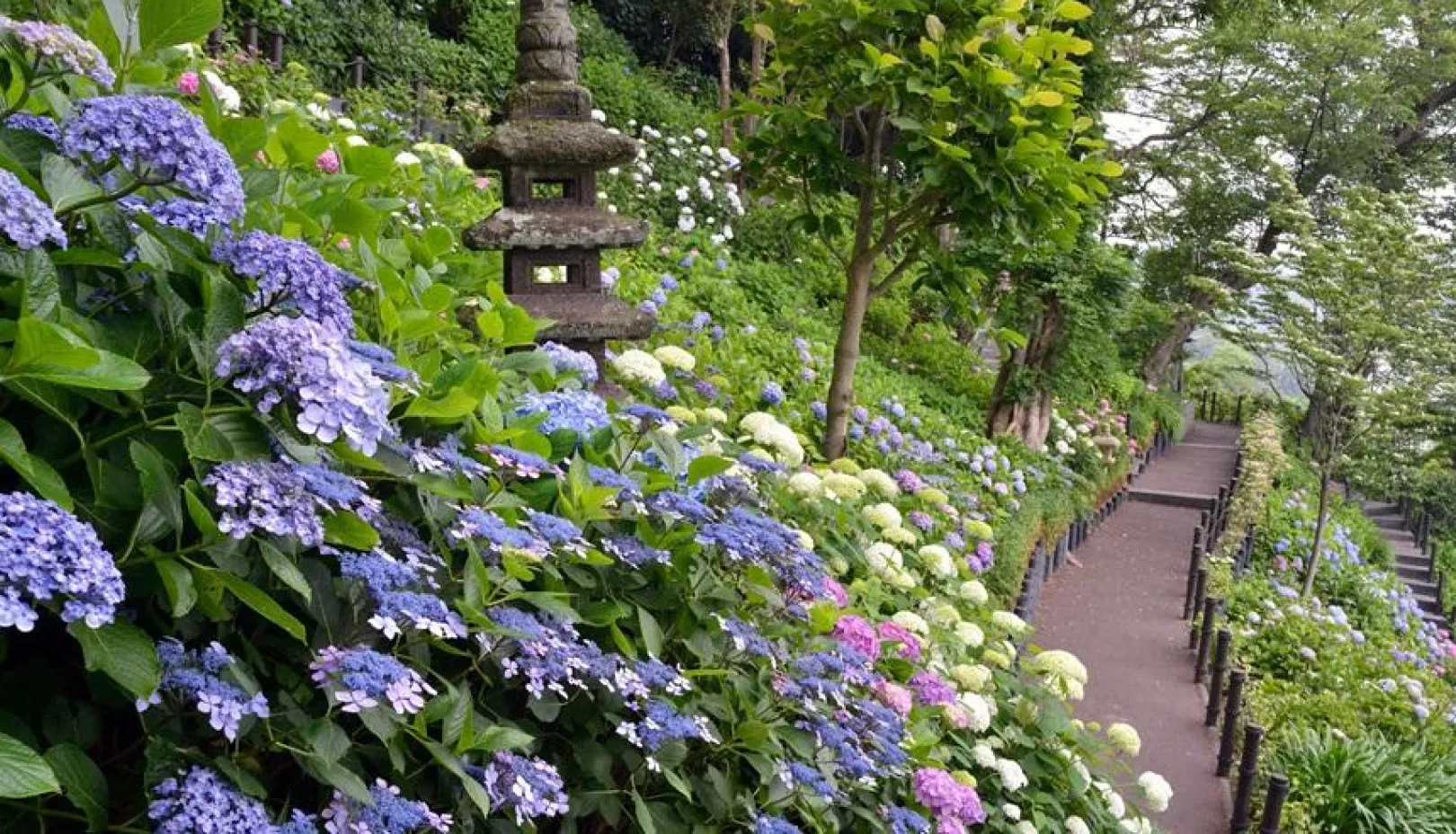 あじさいが咲き誇る長谷寺