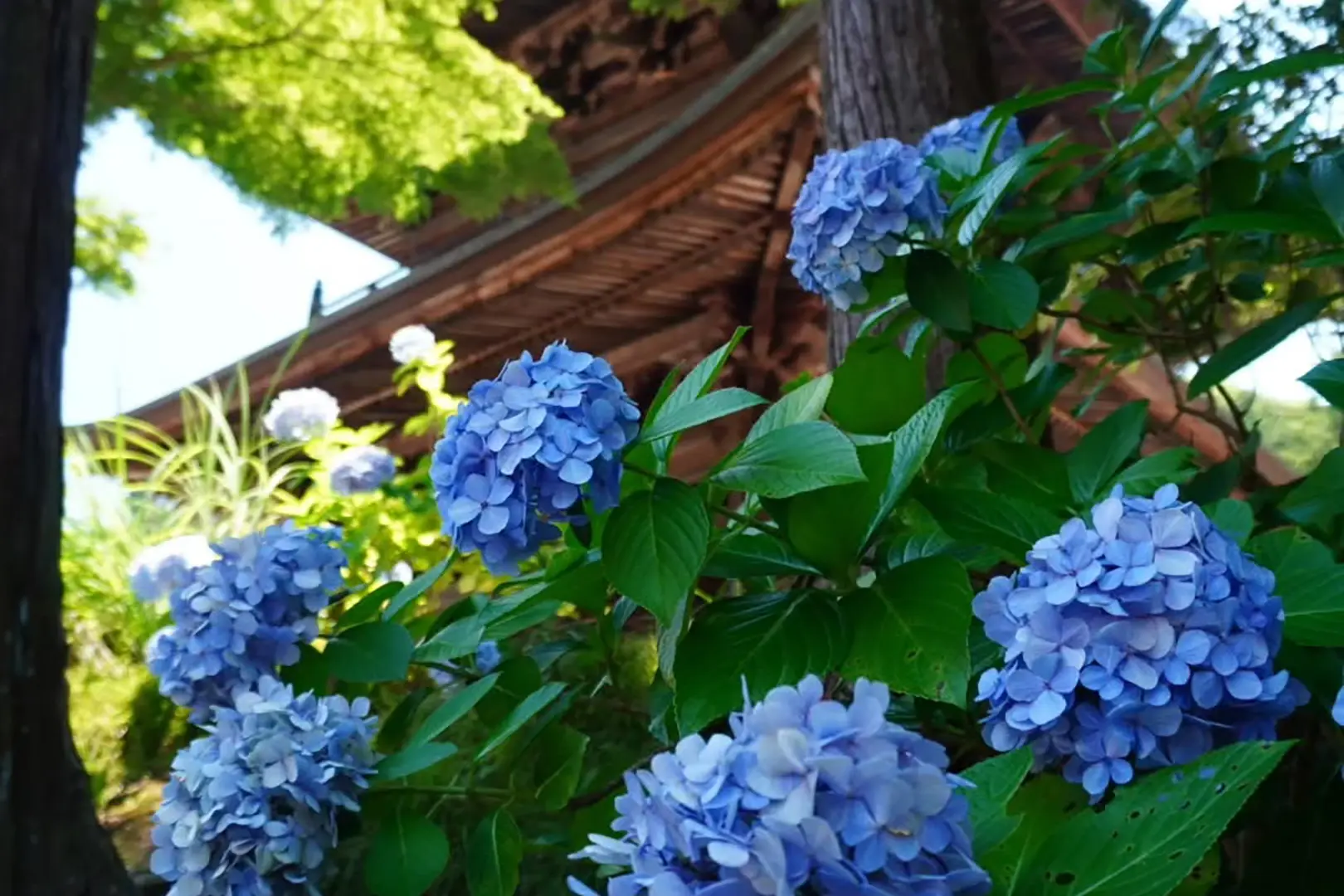 円覚寺