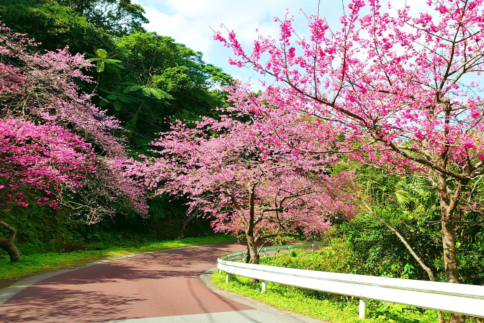 八重岳の寒緋桜
