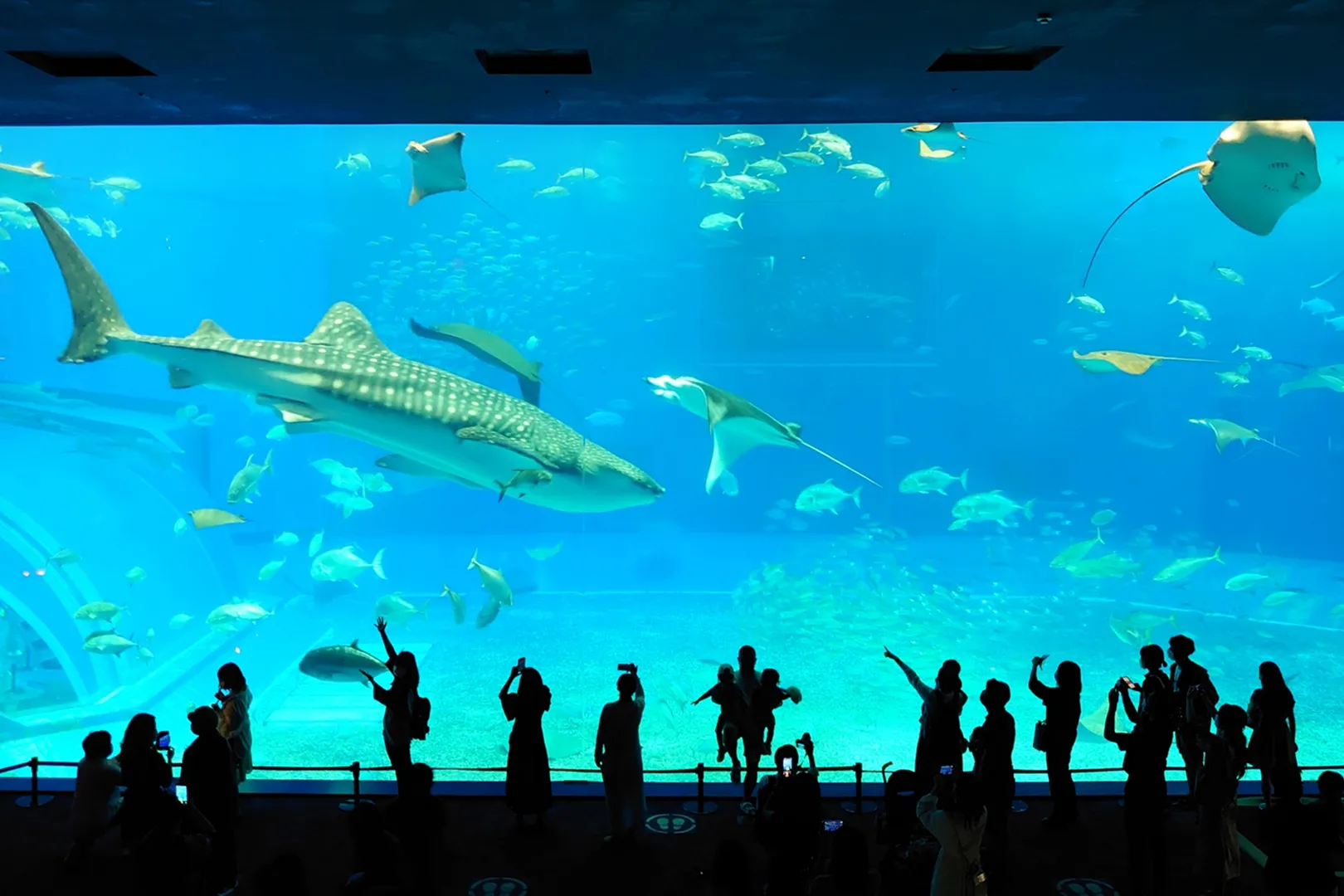 美ら海水族館