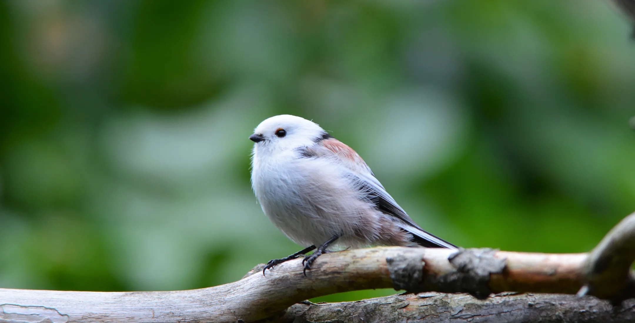 夏の緑葉の枝にとまるシマエナガ