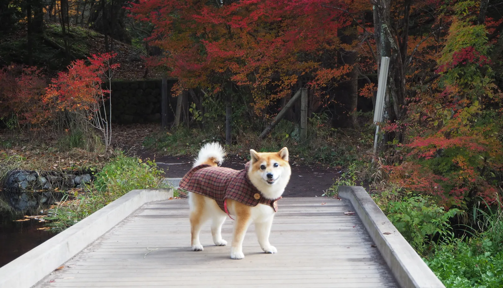 PIXTAより「紅葉に包まれた雲場池周辺を歩く愛犬」