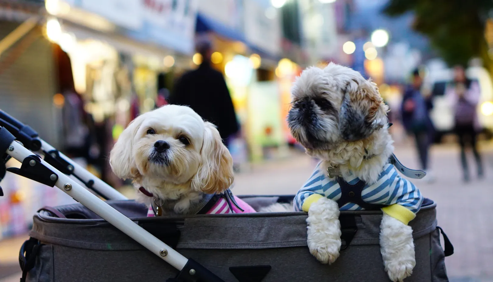 PIXTAより「カートに乗った愛犬と歩く旧軽井沢銀座通り」