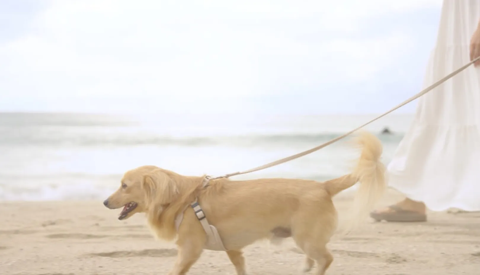 白浜大浜海水浴場