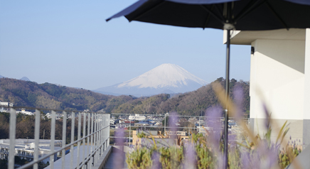フジテラス