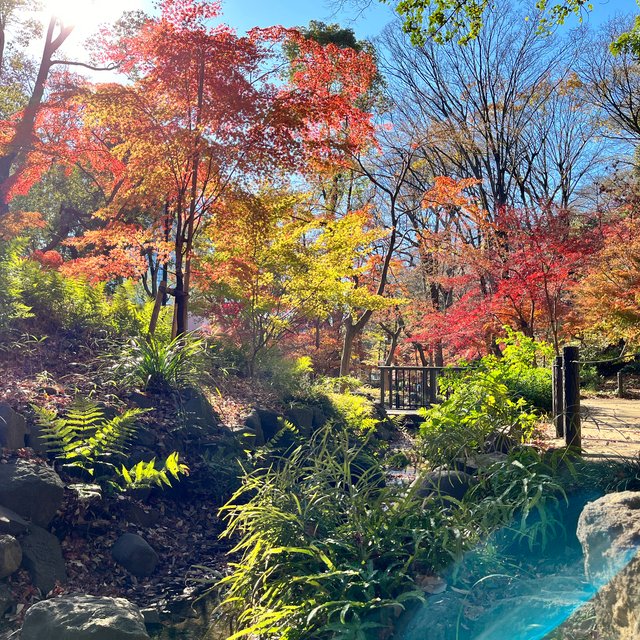 Shiba Park Area 19 Momiji Valley