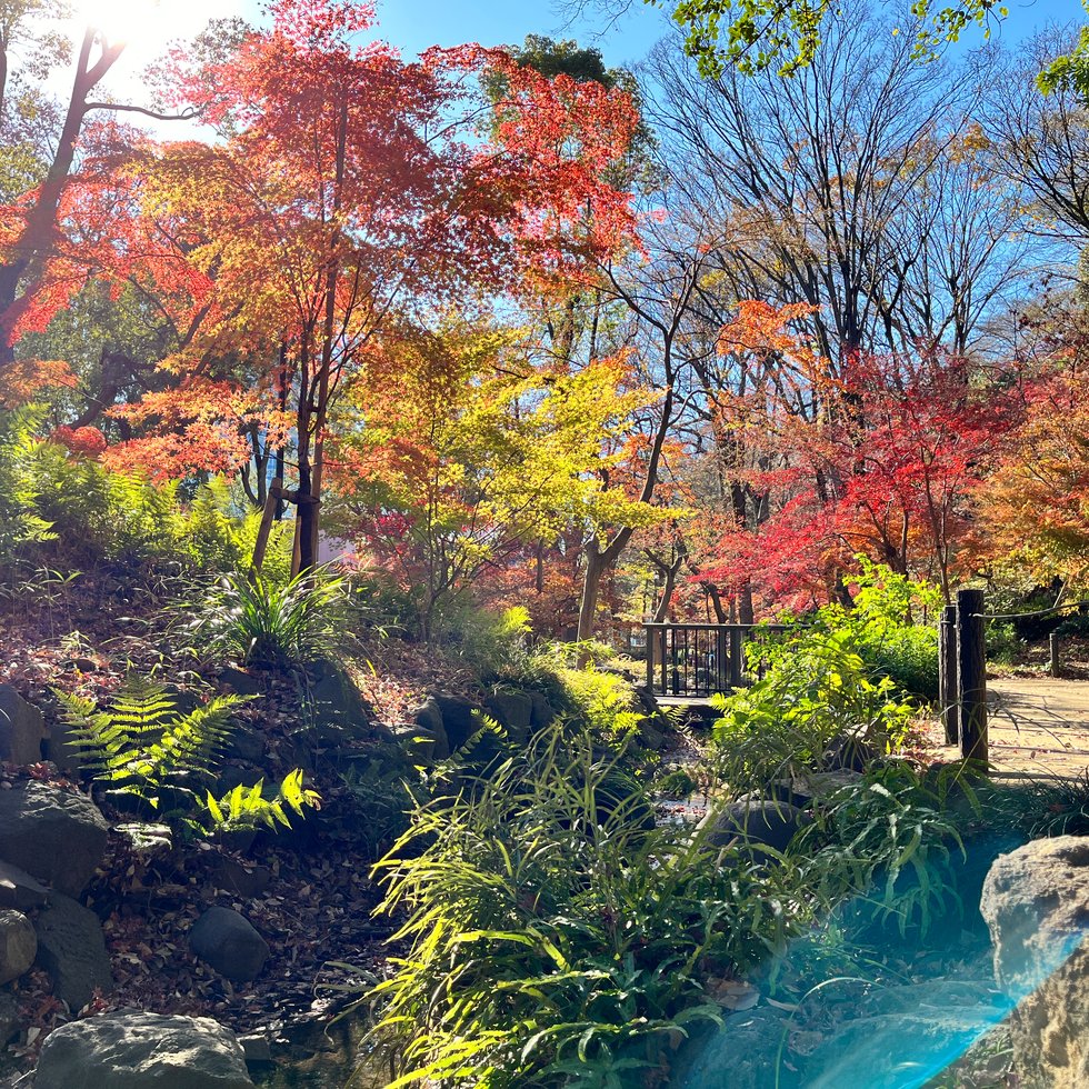 Shiba Park Area 19 Momiji Valley