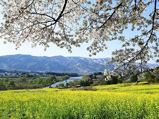 いいやま菜の花