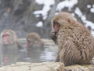 地獄谷野猿公苑