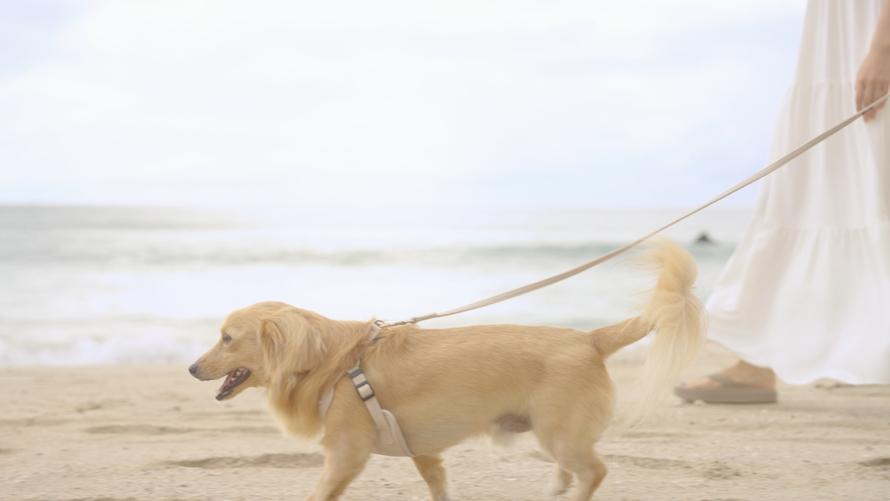 愛犬と旅するビーチリゾート～ワンちゃんと一緒にお泊り！