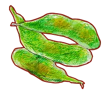 枝豆
