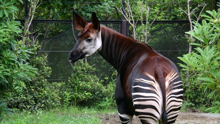 よこはま動物園ズーラシア