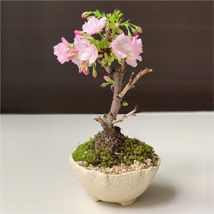 Cherry Blossom Bonsai Making