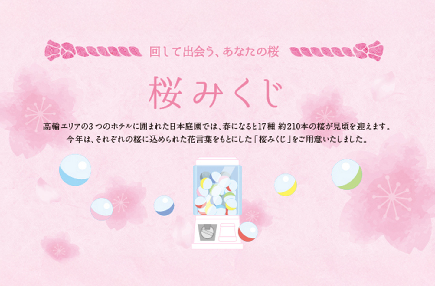 Sakura Mikuji