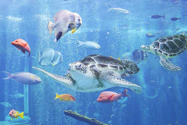 箱根園水族館