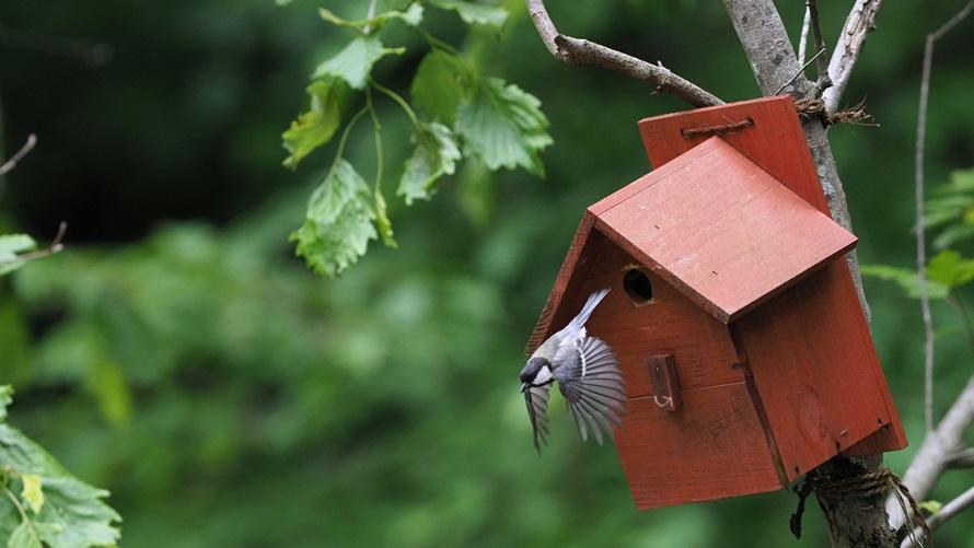 秋イベント「野鳥の巣箱作りワークショップ」