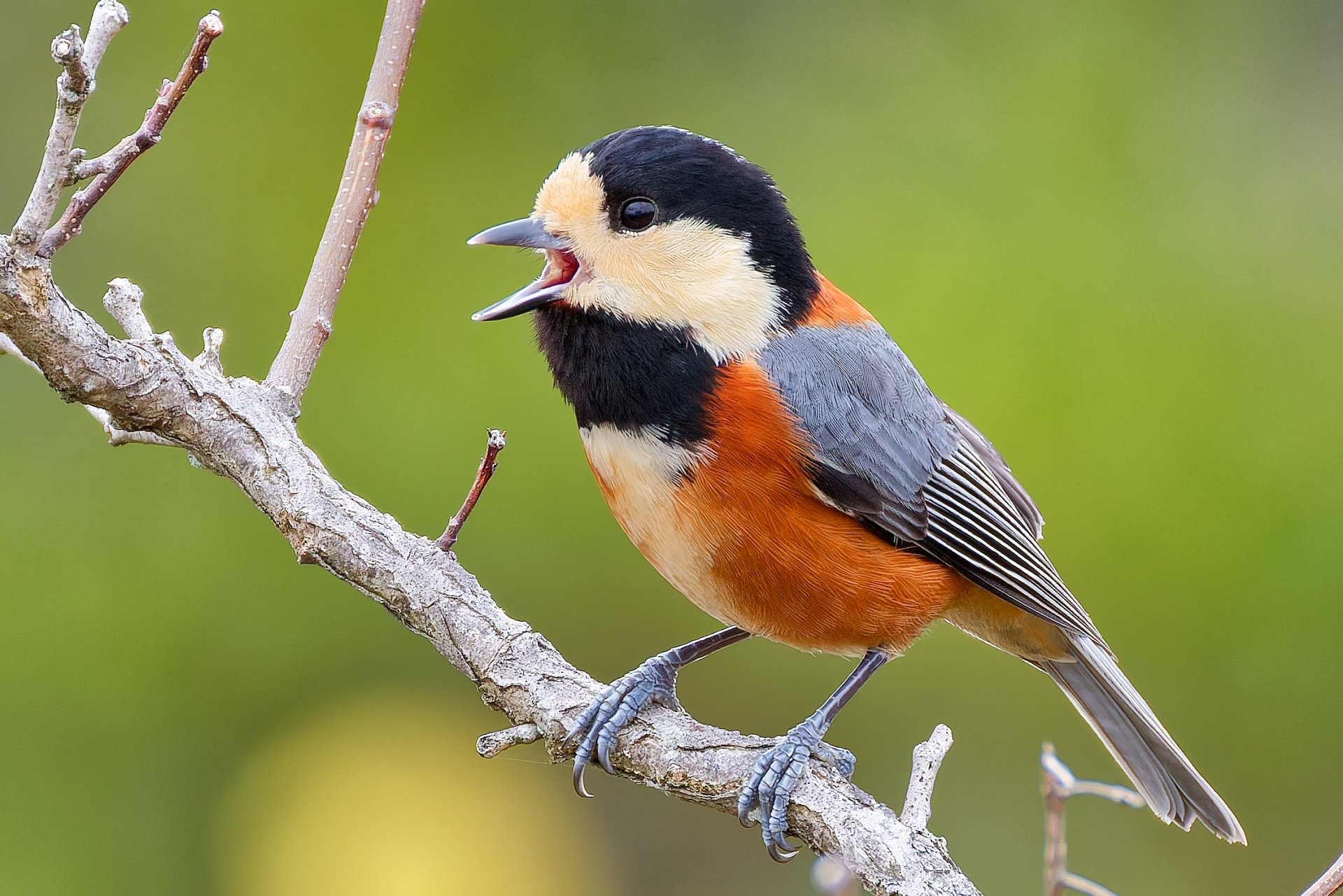 森の枝にとまる野鳥
